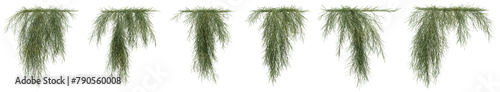 Set of Casuarina Glauca plant, Ivy and vine for decorate wall and fence with isolated on transparent background. png file, 3d rendering illustration, clip art and cut