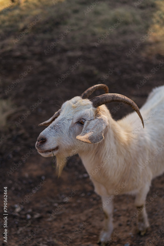 Portrait of a goat eating grass in field to prevent fires Portrait of a goat eating grass in field to prevent fires