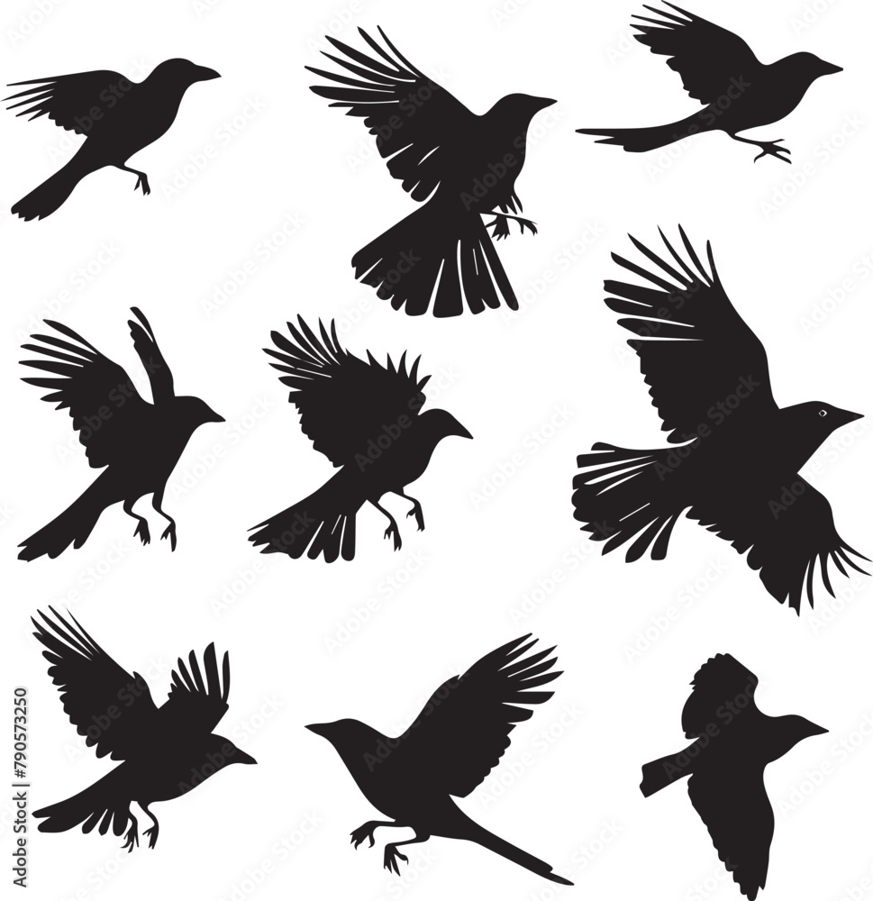 Obraz premium silhouettes of birds