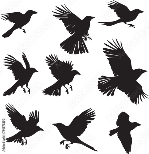 silhouettes of birds