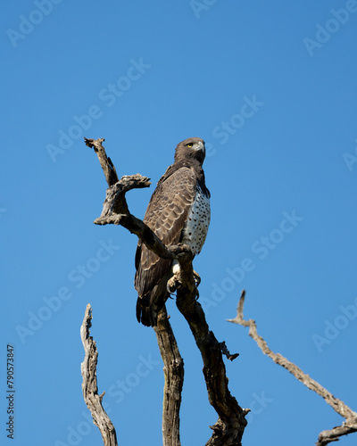 a martial eagle perched in a dead tree