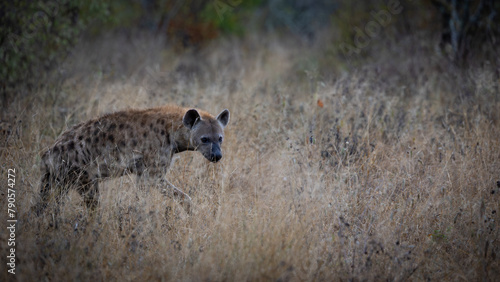 a spotted hyena on the move