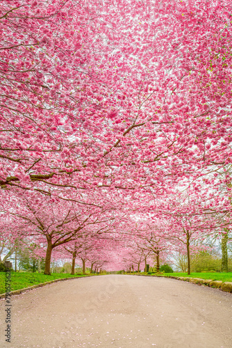 Cherry Blossom Trees, Bispebjerg Cemetery, Copenhagen, Denmark.