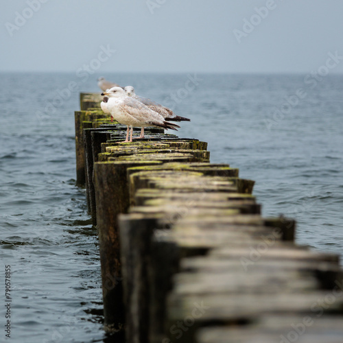 mewa na falochronie Bałtyk morze © rpetryk