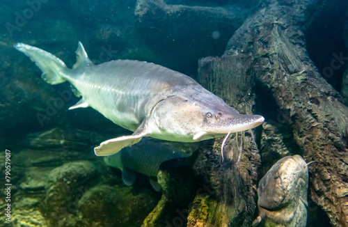 Sturgeon fish swims in an aquarium © schankz