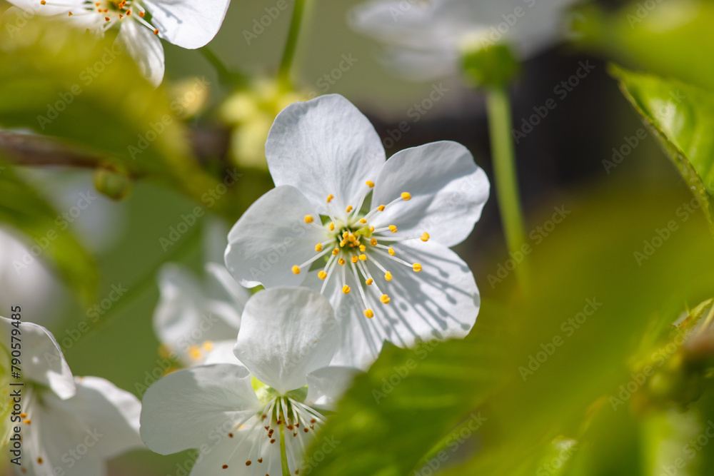 Obraz premium Flowers on a cherry tree in spring. Close-up