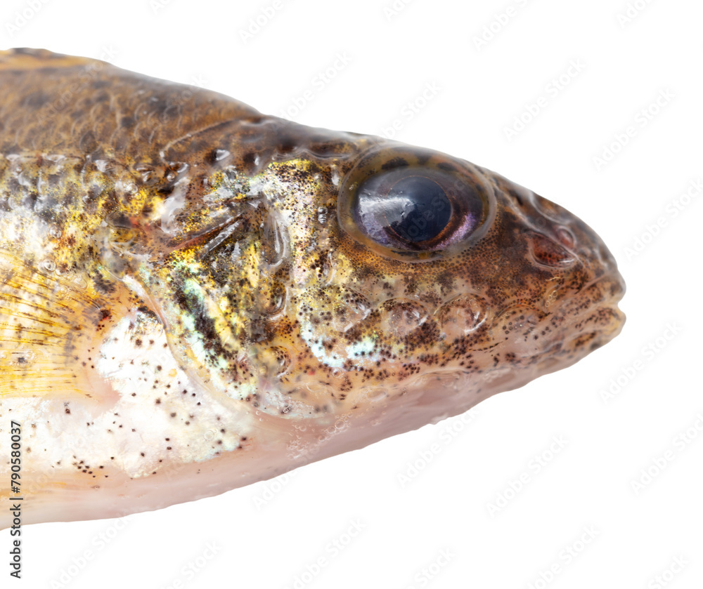 Close up of ruff fish isolated on white background Close up of ruff fish isolated on white background