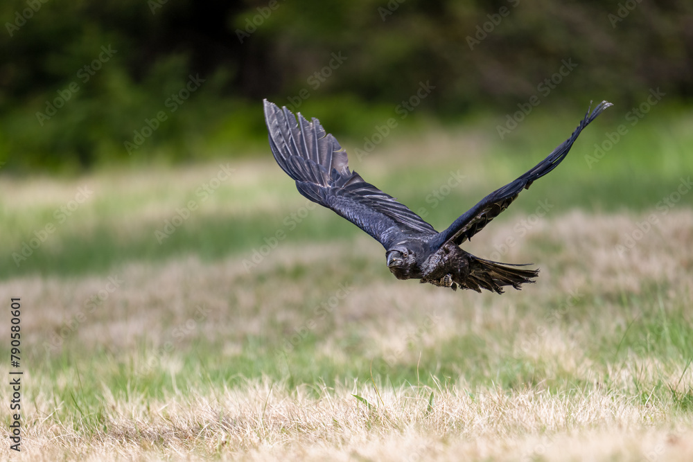 Obraz premium Flying Raven in The Bohemian Moravian Highlands.