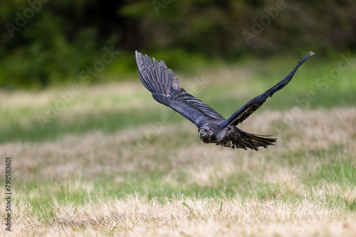 Flying Raven in The Bohemian Moravian Highlands.