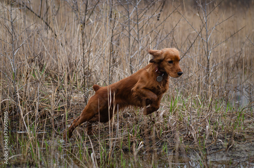 The cocker spaniel hunting in tall grass