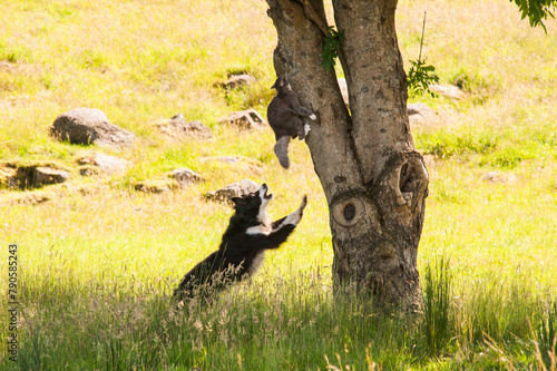 Bilde på lerret Dog chasing a cat up a tree.