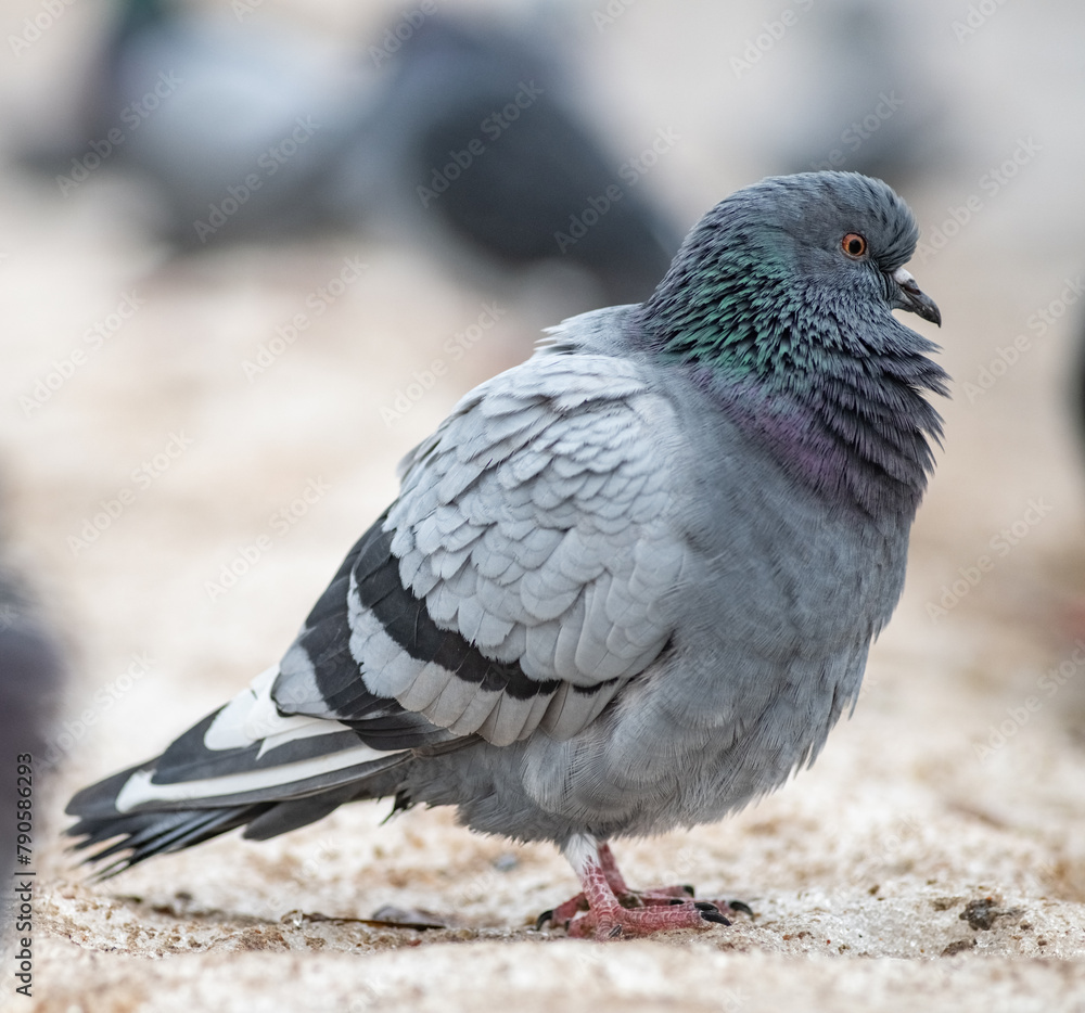 Obraz premium Beautiful birds in the autumn city.