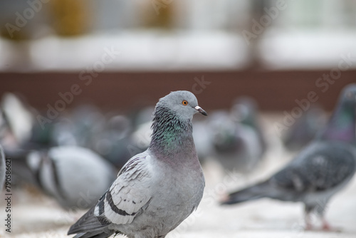 Beautiful birds in the autumn city.