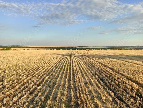 Canvastavla sheaves of wheat on the field and sky with clouds