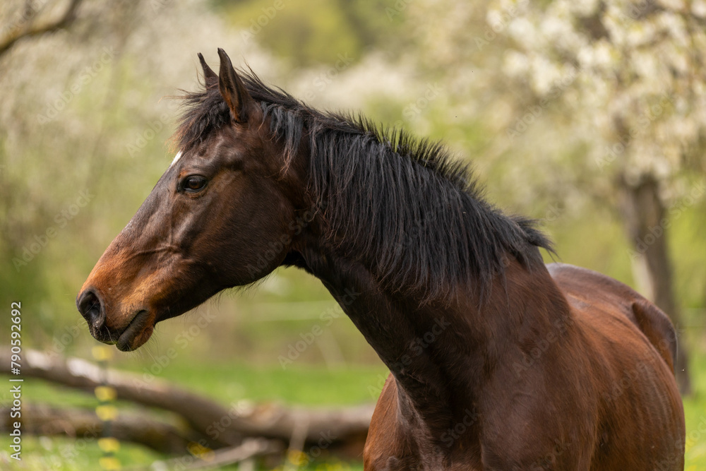 Pferd mit Kirschblüten