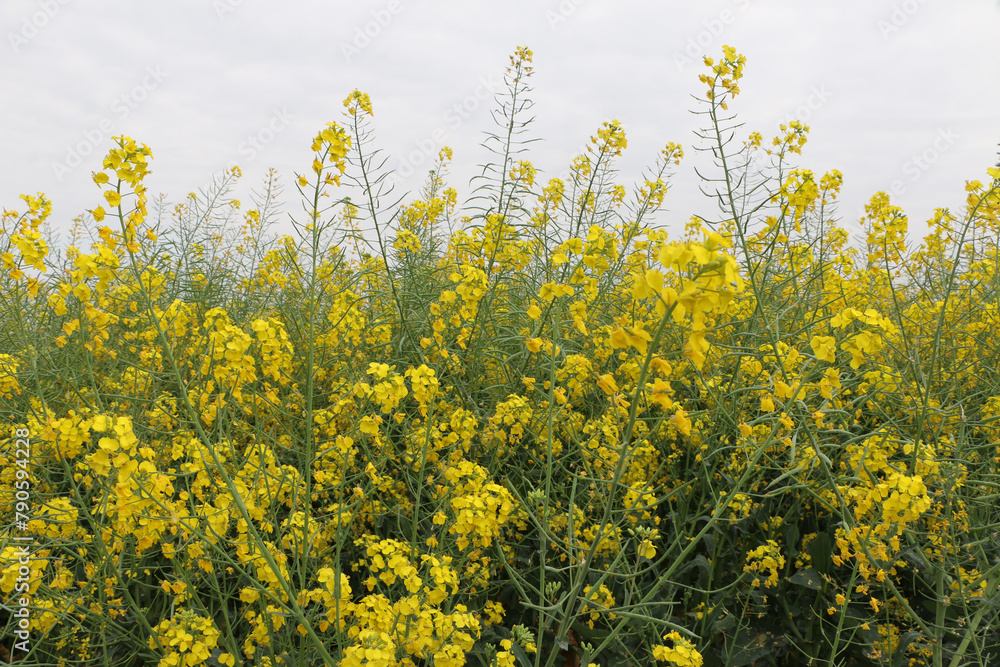 Spring shot, the texture and shape of blooming bright yellow rapeseed flowers from a vast rapeseed field. Spring shot, the texture and shape of blooming bright yellow rapeseed flowers from a vast rapeseed field.