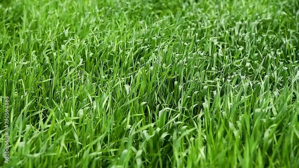 Good crops of winter wheat in the spring farm field Good crops of winter wheat in the spring farm field