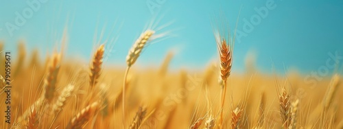 closeup of a wheat field on a sunny summer day and a clear blue sky.