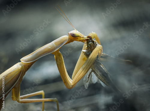 Schmackhafte Beute der Mantis religiosa