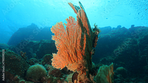 Underwater photo of sea fan coral in the deep dark - Gorgonian.