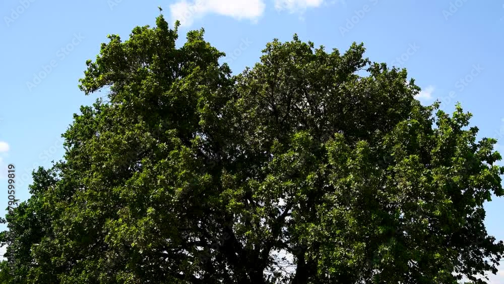 High green tree sways in the wind against the blue sky on a sunny summer day High green tree sways in the wind against the blue sky on a sunny summer day