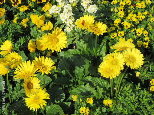 秋の花壇に美しく咲く、黄色が鮮やかな花々