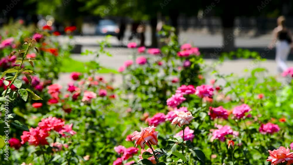 Beautiful roses bloom in the city park. Rose flowers close-up Beautiful roses bloom in the city park. Rose flowers close-up