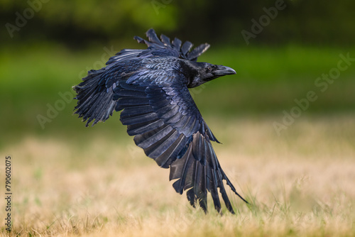Flying Raven in The Bohemian Moravian Highlands.