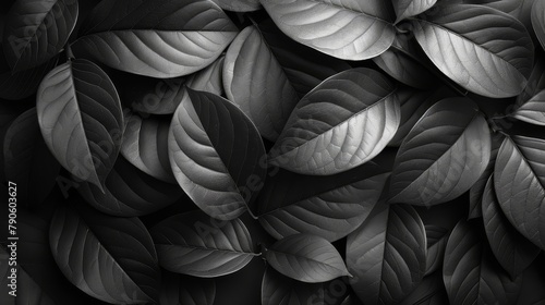   A black-and-white image of a wall adorned with a collection of leaves  overlapped by another black-and-white photograph showcasing the same leaf arrangement