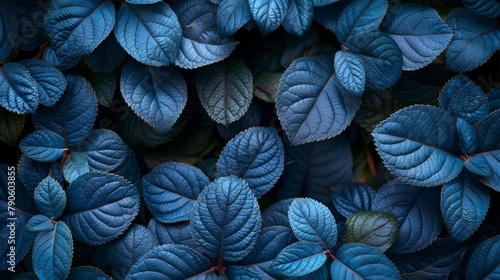   A group of blue leaves adjacent, topped and bottomed by green leaves photo