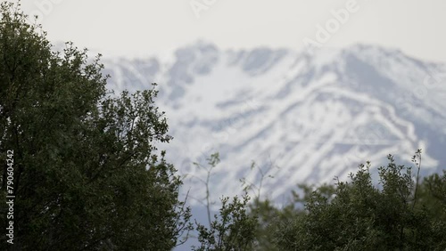 High mountain covered by snow and green trees in the foreground moved by the wind, Somosierra, Madrid. photo