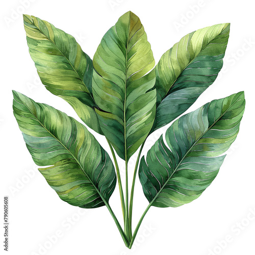watercolor painting design of a green philodendron leaf isolated on transparent background