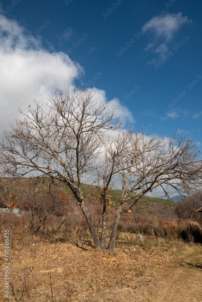 Countryside farm trees and the sky. Countryside farm trees and the sky.