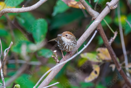 Puff-throated babbler or Spotted babbler (Pellorneum ruficeps) at Ajodhya Hills, Purulia, West Bengal, India