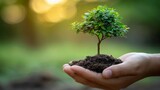   A person's hand holding a tiny tree against a blurred backdrop, with dirt beneath