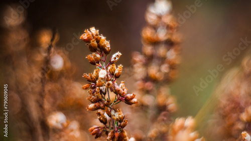 Bruyères sauvages en fleur, dans la forêt des Landes de Gascogne