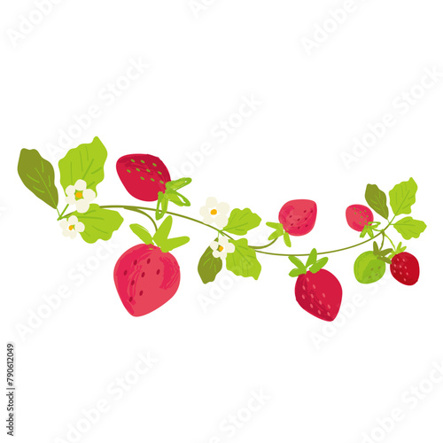 Vector strawberry vine hand drawn illustration. © KY