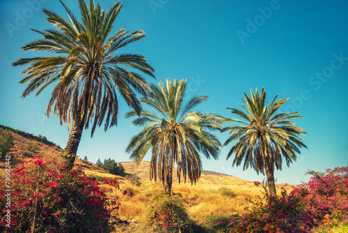 Mountain landscape with palm trees near the Sea of Galilee and Tiberias city on a sunny day  Israel