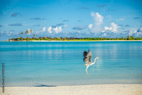 Fantastic beach landscape with wildlife in calm blue lagoon bay in luxury island resort hotel, Maldives water villas and Heron bird fly. Tropical paradise view and summer vacation tourism destination