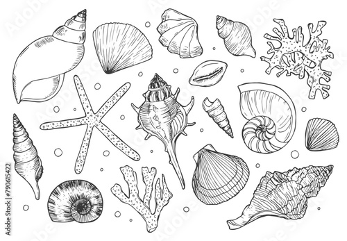 Seashells hand drawn set. Sketch design elements. Doodle seashells set
