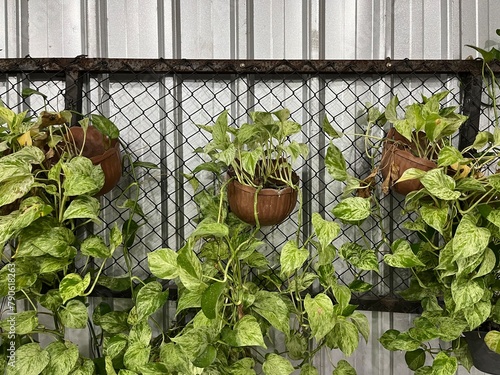 House plants in the clay pot hanging on the wall for interior decoration