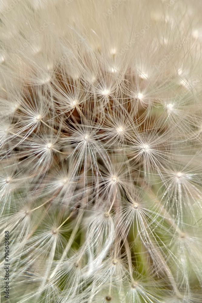 Obraz premium Fluffy dandelion seeds. macro photo. Natural contour background