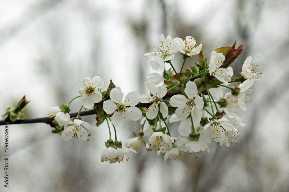 blossom in spring