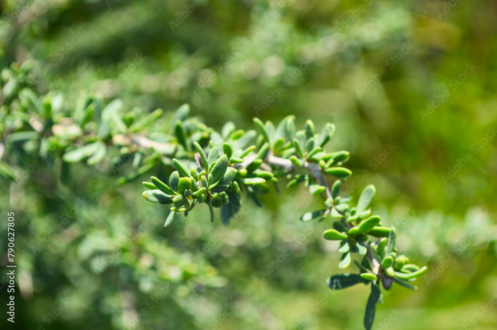 condalia microphylla plant leaf in a garden condalia microphylla plant leaf in a garden