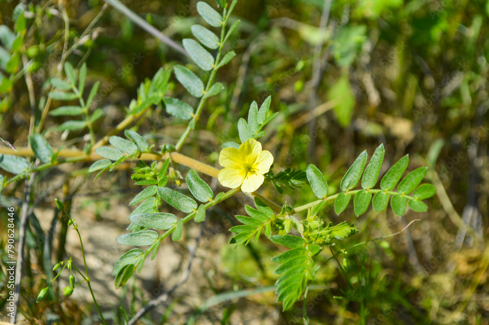 yellow flowers in the garden, close up of tack weed plant bindii plant yellow flowers in the garden, close up of tack weed plant bindii plant