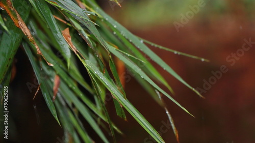 Fresh bamboo leaves. Bamboo leaves exposed to rain