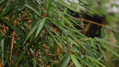 Fresh bamboo leaves. Bamboo leaves exposed to rain