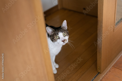 ドアの隙間から見つめる猫 キジトラ白