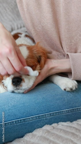 A Cavalier King Charles Spaniel puppy's tear ducts are washed. epiphora