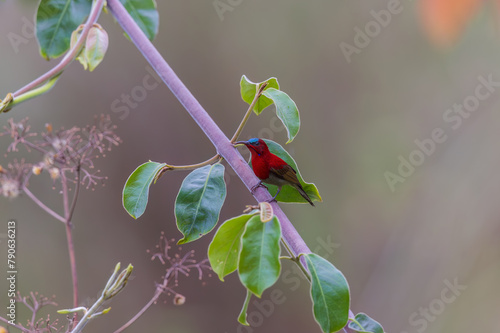 Crimson sunbird (Aethopyga siparaja)  at Ajodhya Hills, Purulia, West Bengal, India